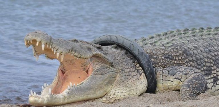 Indonésie: offre de récompense pour retirer un pneu du cou d'un crocodile géant