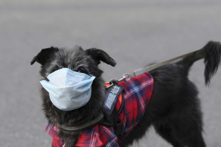 Coronavirus – Etats-Unis : décès du premier chien testé positif