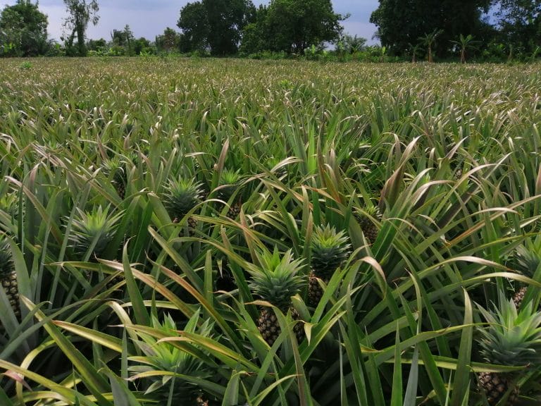 [Grand Reportage] Covid-19 au Bénin: les producteurs d’ananas au bord de la faillite