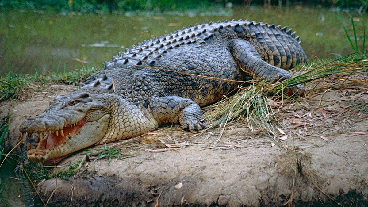 Il arrache son ami des mâchoires d'un crocodile et lui sauve la vie