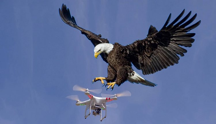 États-Unis: un pygargue a abattu un drone “quodcopter Phantom” du gouvernement de l’État du Michigan
