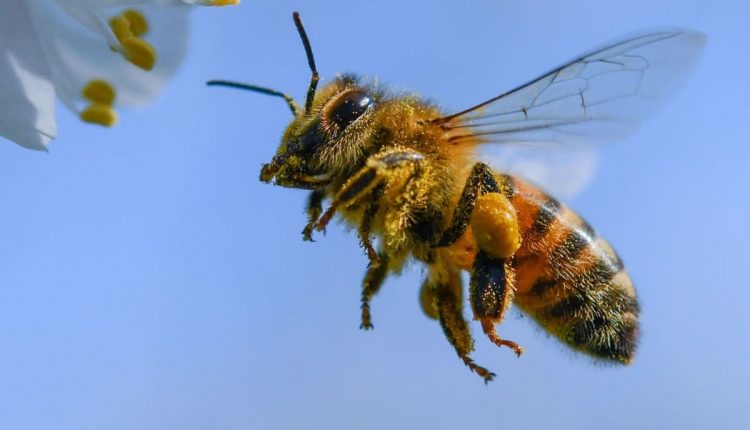 Le venin d'abeille tue certaines cellules cancéreuses du sein