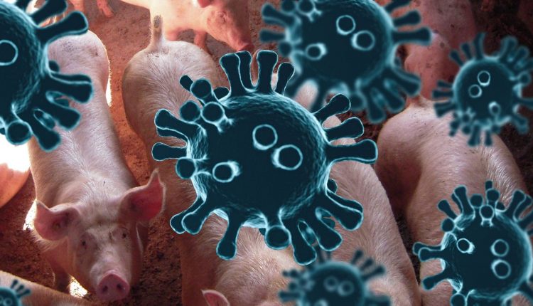 Chine – SADS-CoV: un nouveau coronavirus du porc susceptible d’infecter l’Homme
