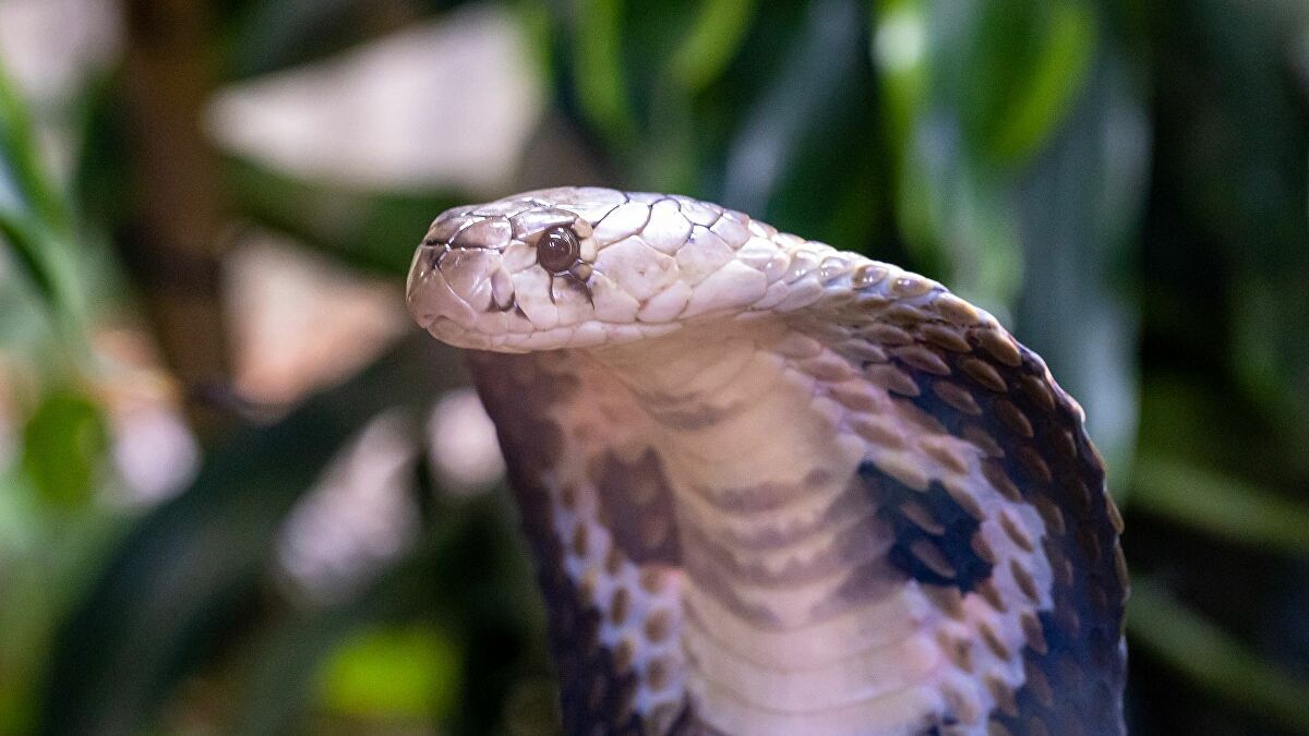 Cameroun: 80 serpents venimeux, prêts à embarquer, saisis à l’aéroport de Douala