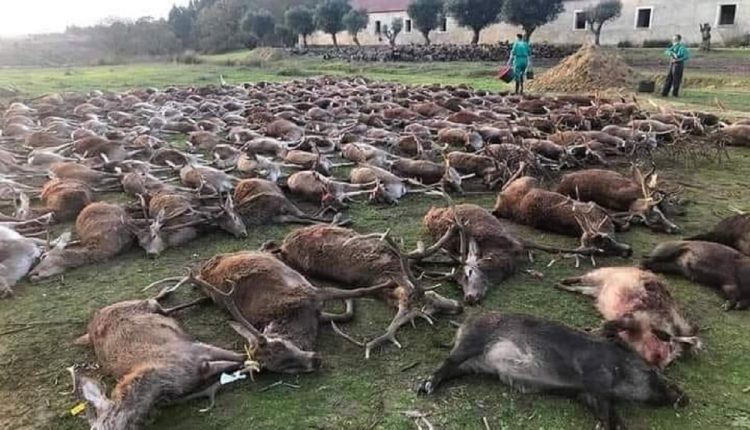 Massacre de plus de 500 animaux sauvages au Portugal par des chasseurs espagnols