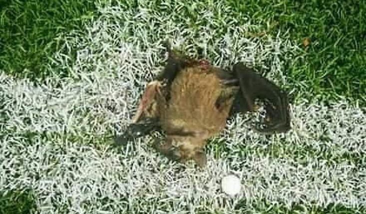 Le coach du Zimbabwe, le Croate Zdravko Logarusic, a découvert au centre du stade Ahmadou Ahidjo de Yaoundé, une chauve-souris morte.