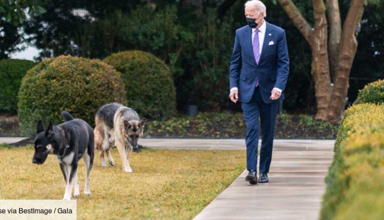 Etats-Unis – Psychose à la Maison-Blanche: le chien de Joe Biden a encore frappé